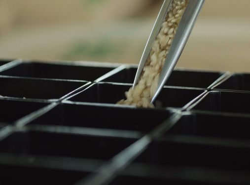 米穀検査　流れ２